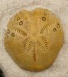 Two Lovenia Sea Urchin Fossil - Beaumaris, Australia #31073-1